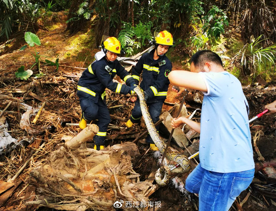 林场大蛇与护林员面对面深山秘境，林场大蛇与护林员的神秘面对面